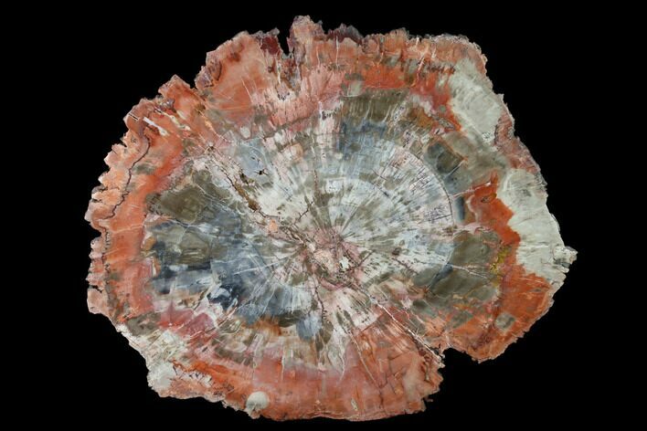 Polished Petrified Wood (Araucaria) Round - Arizona #141385
